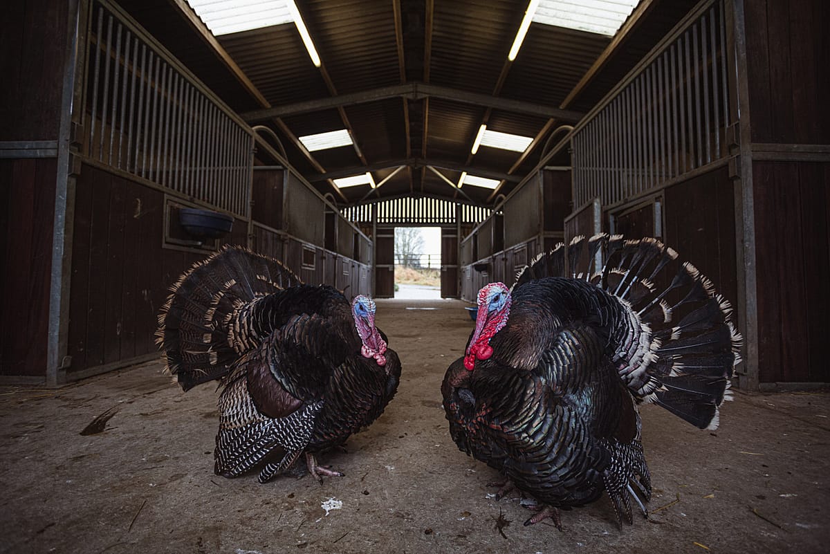 Rescued from becoming Christmas turkeys, Harold and his brother Fredrick explore the main shelter at Surge Sanctuary. UK, 2020. Tom Woollard / We Animals Media