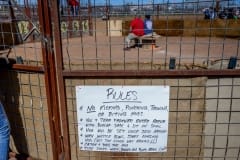 Rules. Small pigs are prodded out into a ring, chased and caught, "sacked", and then dragged across a finish line. Texas, USA, 2015.