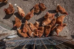 A small, backyard flock of laying hens. The farmer stated that if H5N1 were to reach his flock, he would follow regulations and kill them, and then simply be without hens for a while, replacing them when it was safe to do so. Canada, 2022. Jo-Anne McArthur / We Animals Media
