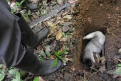 A duiker being buried by an anti-poaching unit after she was trapped in a snare in Budongo Forest. Uganda, 2009.