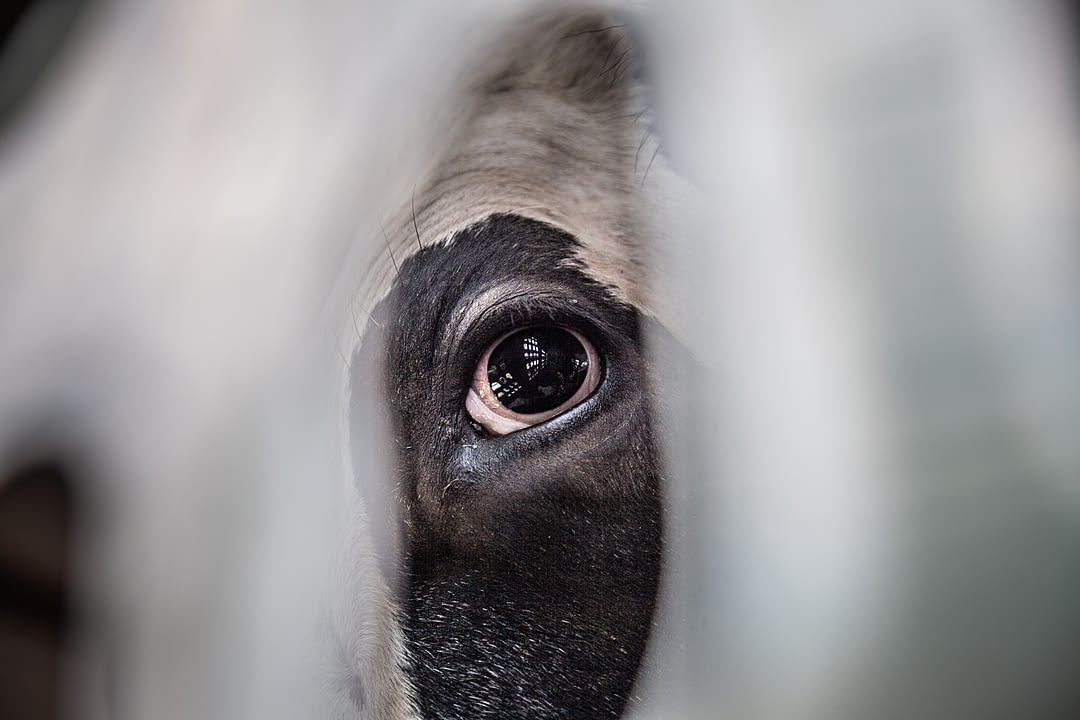 The interior of the transport truck is reflected in this cow’s eye. The interior of the transport truck is reflected in this cow’s eye. Canada, 2018. Louise Jorgensen / HIDDEN / We Animals Media