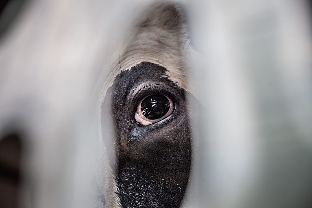 The interior of the transport truck is reflected in this cow’s eye. Canada, 2018. Louise Jorgensen / HIDDEN / We Animals Media