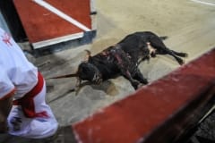 The last bull is dragged out of the arena and into the matadero. The estoque and banderillas have been removed from his back but he continues to breathe. Spain, 2009.