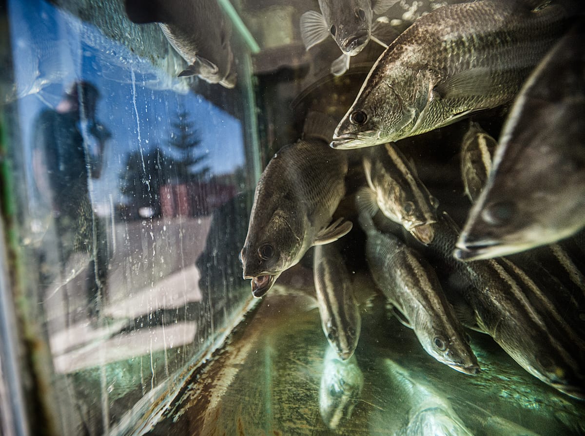 Barramundi in a fish tank at a fish farm. Australia, 2017. Jo-Anne McArthur / We Animals Media