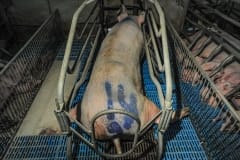A sow with splayed legs in a factory farm. Spain, 2009.