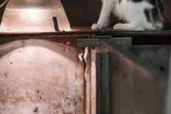 A newly castrated piglet and a cat at a factory farm. Italy, 2015.