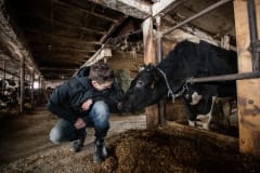 Activist Jason Bolalek crouches to interact with a Holstein cow who is chained indoors by her neck during the winter months, typically November to May, at a dairy farm in Vermont.