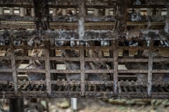 A view from behind rows of battery cages at a duck egg farm in Indonesia. Excrement drips down the cages and the ducks are missing feathers and suffering from skin irritation. Indonesia, 2021. Haig / Act for Farmed Animals / We Animals Media