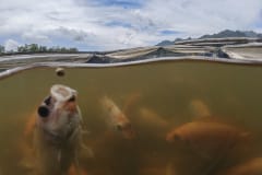 A close-up underwater view of a tilapia opening their mouth to grab a fish food pellet floating near the surface inside the murky water of a floating cage on an Indonesian fish farm.