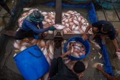 Workers sort sedated red hybrid tilapia during the harvest at a fish farm in Thailand. Those fish large enough to be sold are tossed into plastic drums, while the smaller fish are tossed back into floating pens. To deliver to certain supermarket chains, the weight and condition of the fish is strictly regulated, thus sedative is regularly used during the harvest to reduce damage to the fish from their struggling.