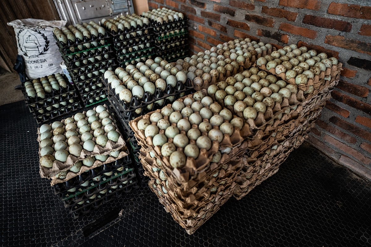 Stacks of duck eggs packed in cartons and ready to be shipped at a duck egg farm. Indonesia, 2021. Haig / Act for Farmed Animals / We Animals Media