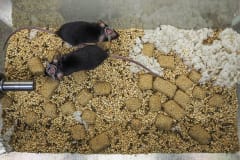 Black-furred mice, also known as C57BL/6 mice, with skull implants. A part of their skull is removed with a window inserted so that scientists can observe a brain working in a fully conscious living animal. USA, 2020. Roger Kingbird / HIDDEN / We Animals Media