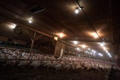 Thousands of turkeys inside a factory farm.