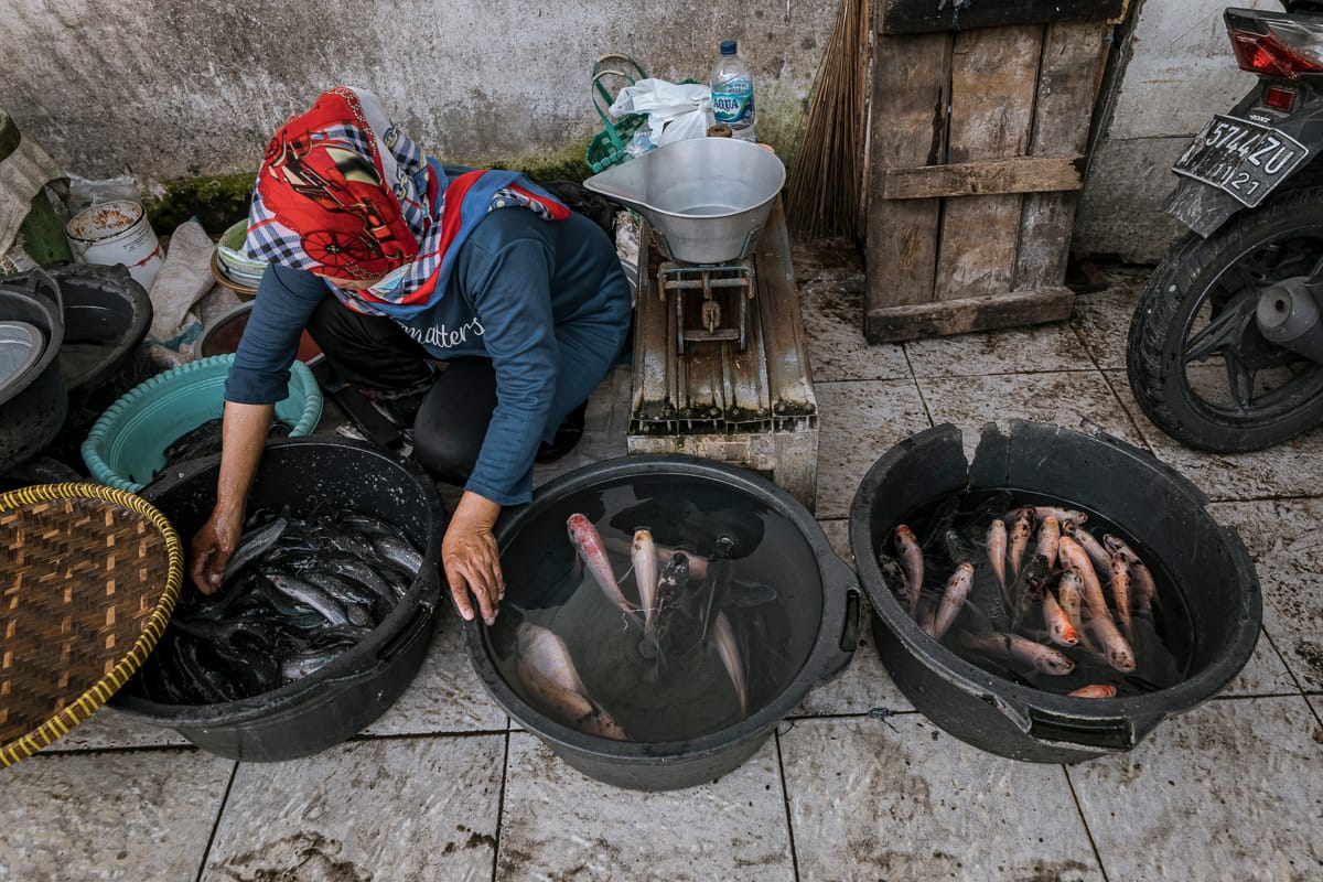 Live catfish heaped inside a small tub are sorted for size by a fishmonger at a small Indonesian food market. While the tub in which the catfish are held contains no water, the robust physiology of catfish allows them to stay alive outside of water longer Indonesia, 2021. Lilly Agustina / Act for Farmed Animals / We Animals Media
