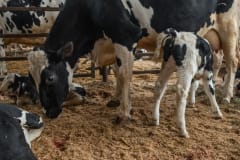In a pen for sick dairy cows, a Holstein mother has recently died. Her newborn calf lies nearby. Other mothers nurse their newborns before they are separated. The calves at this farm will either grow into become dairy cows, or be shot.