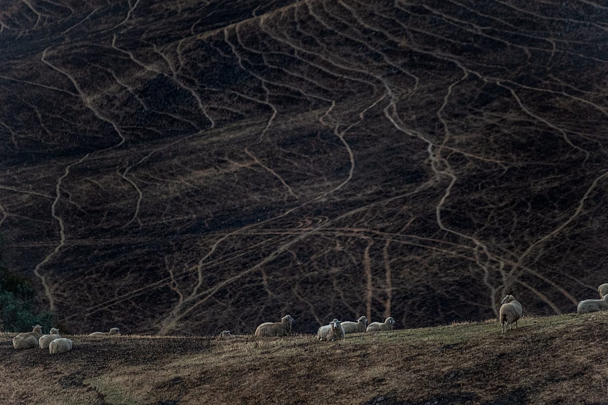 Sheep graze on scorched land in the Buchan area. Australia, 2020. Jo-Anne McArthur / We Animals Media.