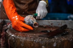 A fishmonger guts a Nile tilapia after slaughtering the fish at a fish stall in a wet market in Thailand. Tilapia are widely consumed fish, and they are among the most popular species for aquaculture in Thailand.