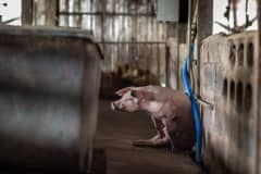A dying pig trying to lift herself at an industrial farm. Thailand, 2019.