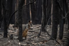A lone wallaby foraging for food in a burned forest outside Mallacoota.