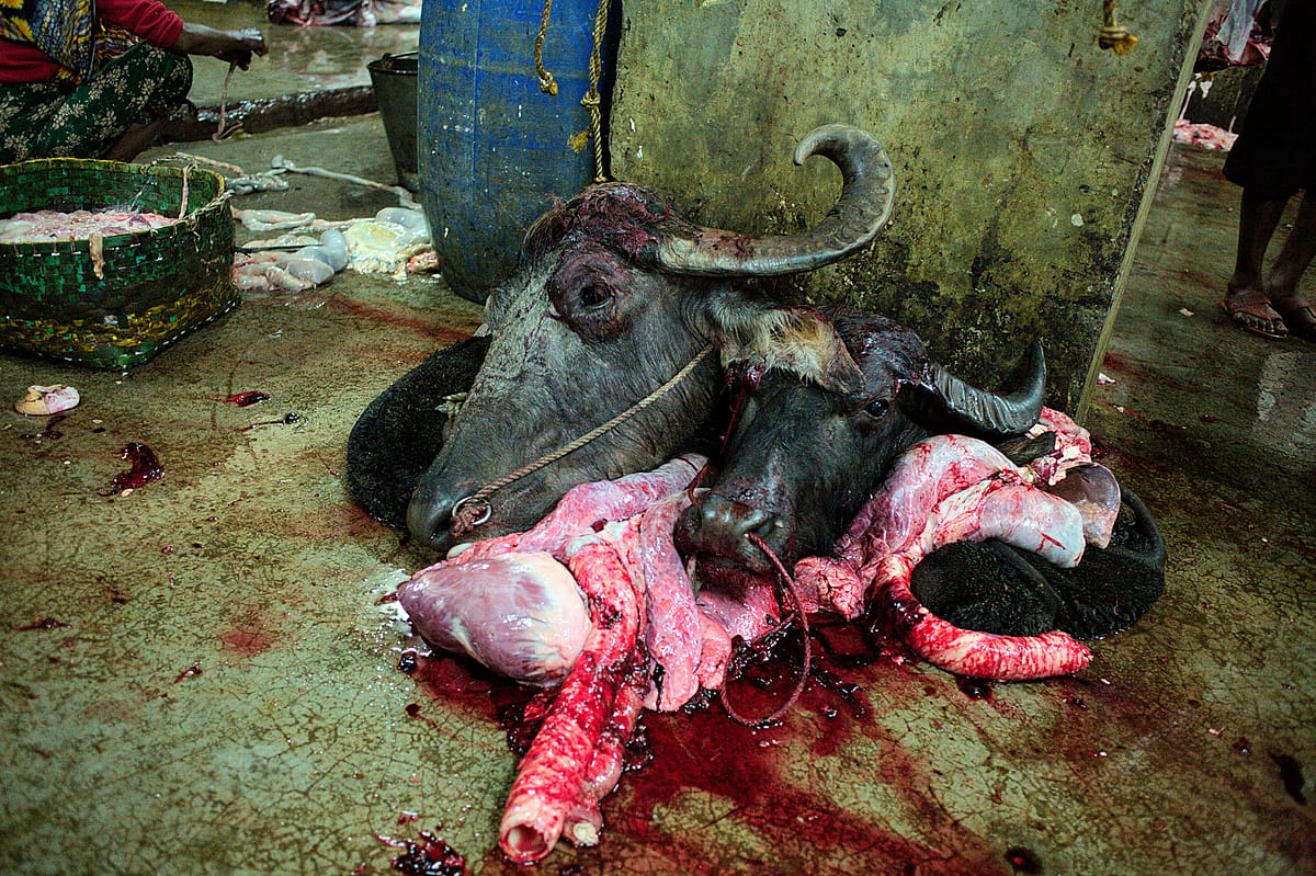 Two severed buffalo heads lie on top of a bloody heap of entrails in a slaughterhouse in Motijheel, in the centre of Dhaka. Bangladesh, 2015. Christian Faesecke / We Animals Media