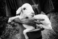 An open rescue with Animal Equality. Spain, 2009.