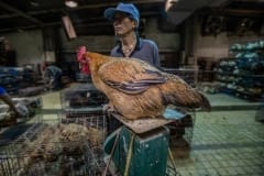 Chicken being weighed at a slaughterhouse. Taiwan, 2019.