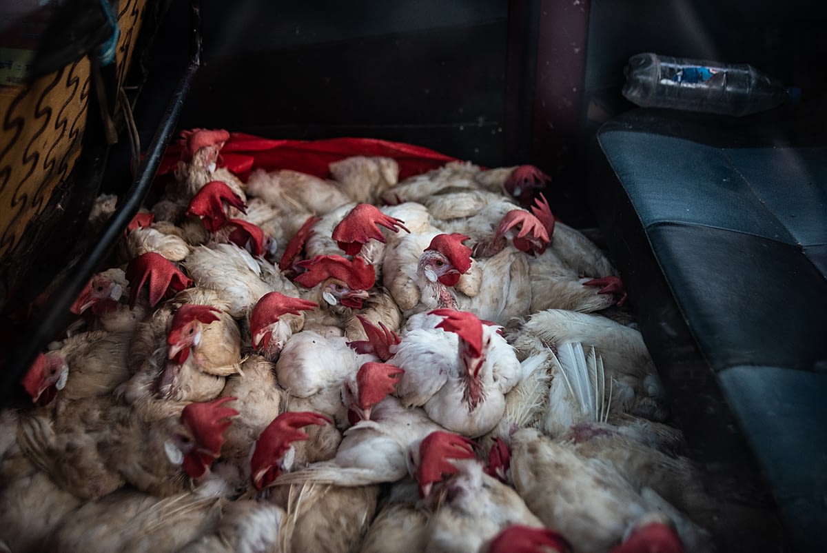 Live chickens are being transported on the floor of a van, after their legs have been tied together into a bunch. These birds will be distributed amongst local meat sellers and butchers. India, 2021. S. Chakarabarti / We Animals Media