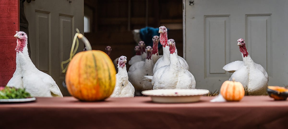 At Thanksgiving, Farm Sanctuary hosts a weekend in celebration of the turkeys. Delighted visitors gather around and watch the rescued turkeys feast on fresh vegetables and pies. USA, 2015. Jo-Anne McArthur / We Animals Media
