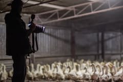 An activist and investigator filming at a duck farm. Australia,  2017. Jo-Anne McArthur / Animal Liberation NSW / We Animals Media