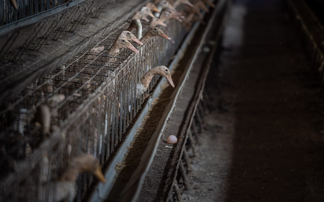 The rise of caged duck farming in Taiwan
