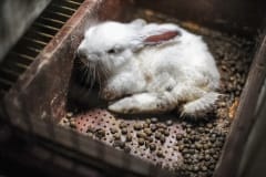 An ill and wounded rabbit at a factory farm. Spain, 2013.