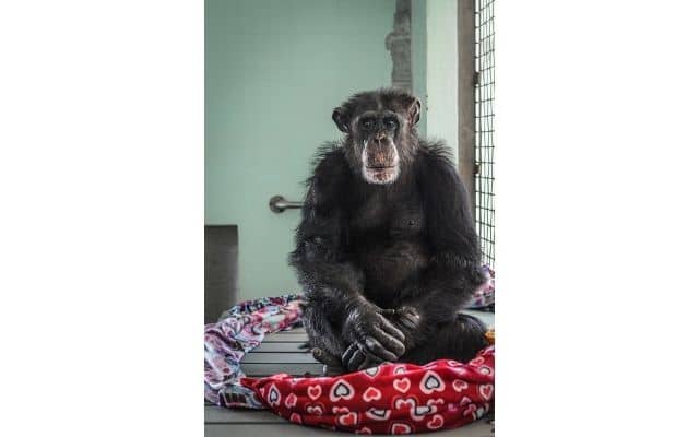 Ron, a chimpanzee rescued from invasive research, in his nest of blankets at Save the Chimps. USA, 2011. Jo-Anne McArthur / We Animals Media