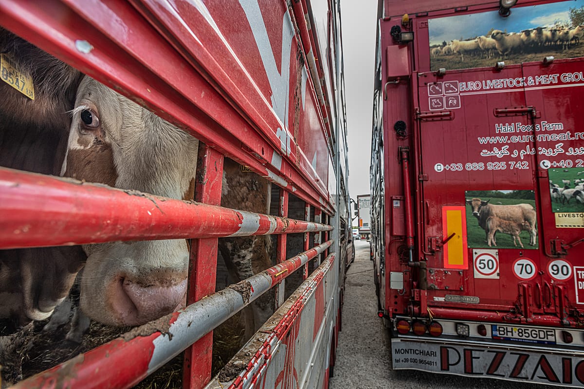 Animals transported for slaughter from across Europe through the Bulgarian-Turkish border. Farmed animals are transported by multi-tiered trucks from all across the European Union through the Bulgarian border into Turkey, for slaughter. Turkey, 2018. Jo-Anne McArthur / Eyes on Animals / We Animals Media. This photograph won 1st place in the 2021 Earth Project - COP26 (Gallery 3).
