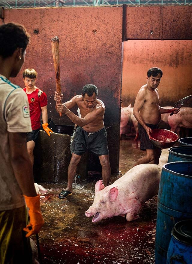 A pig screams as she is clubbed before slaughter.