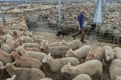 32,000 sheep are sold and bought at the Ballarat saleyards. Australia, 2013.