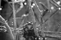 A wild frog. USA, 2014.