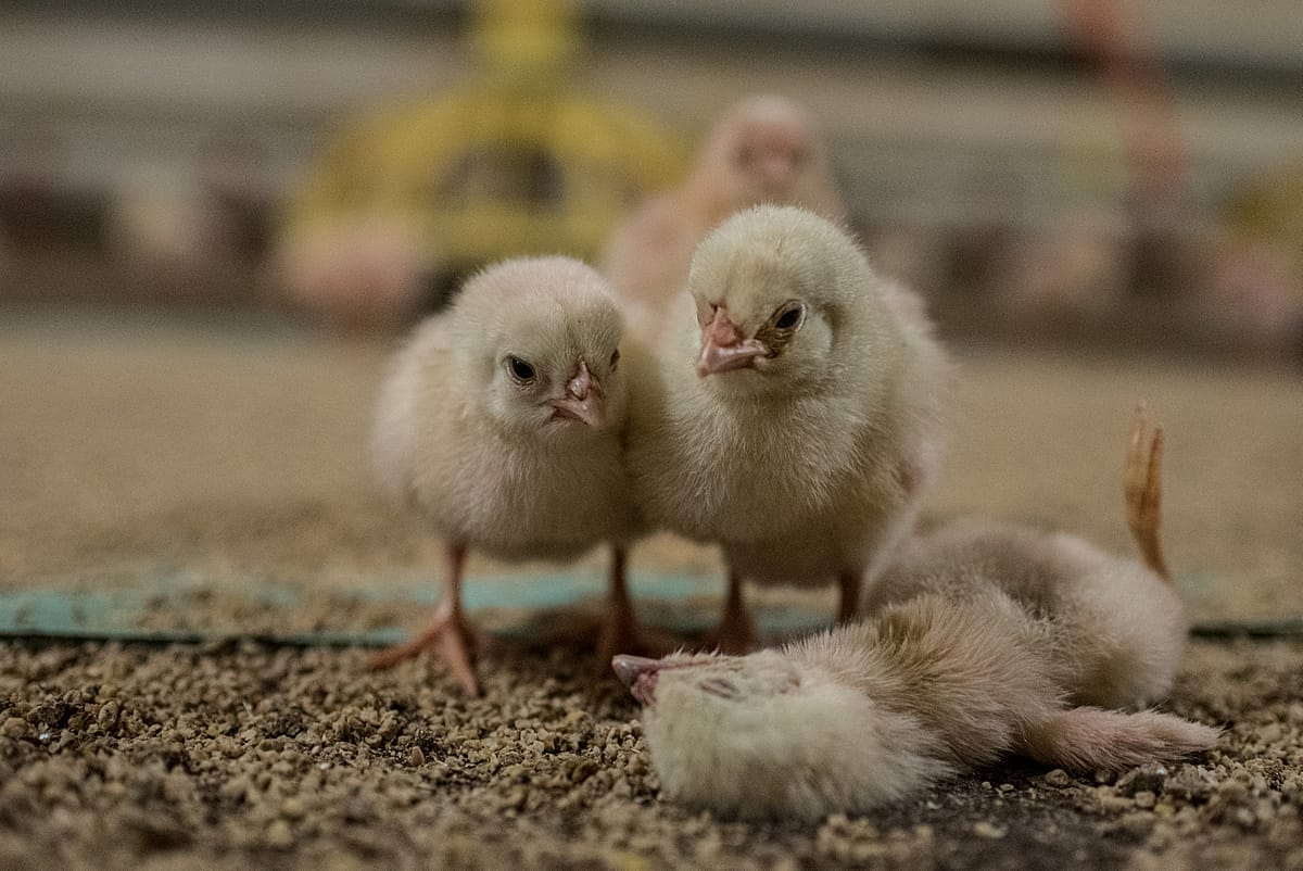 Two chicks stand over a dead chick at a factory farm. Italy, 2017. Stefano Belacchi / Animal Equality / We Animals Media
