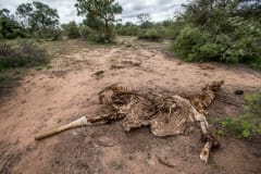 Giraffe carcass found by Black Mamba Anti-Poaching Unit during snare removal at Balule Nature Reserve. South Africa, 2016.