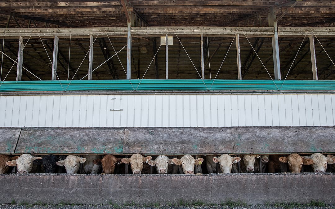 New Assignment: Inside Canada’s Cattle Feedlots