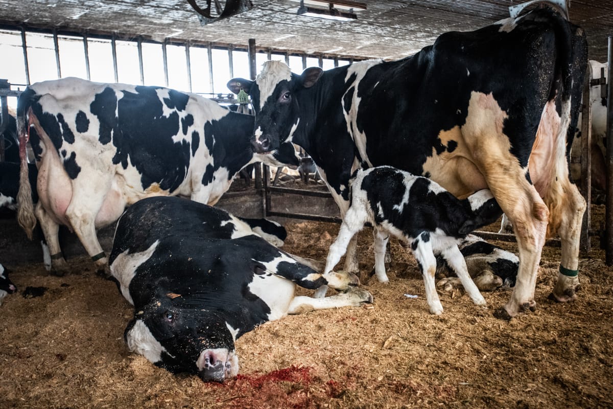 In a pen of sick dairy cows, a Holstein mother has recently died. Her newborn calf lies nearby. Other mothers nurse their newborns before they are separated. The calves at this farm will either be slated to become dairy cows, or will be shot. USA, 2022. Jo-Anne McArthur / We Animals Media