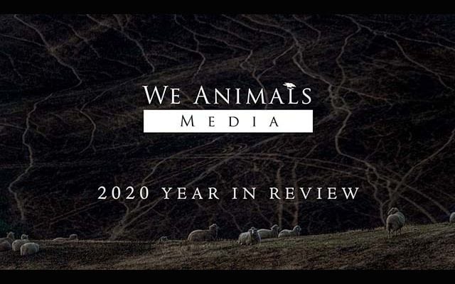 We Animals Media: 2020 Year In Review