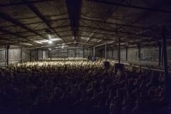 Duck factory farming. Australia, 2017.