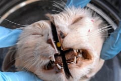 Dissected cat at a veterinary school. Canada, 2007. Jo-Anne McArthur / We Animals Media