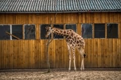 A giraffe at a circus. Germany, 2016.