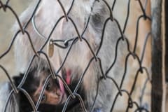 A mother and child at a macaque breeding facility. Laos, 2011.