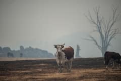 Cattle on dry, smokey landscapes in the Corryong area.