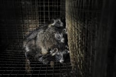 Racoon dogs at a fur farm. Europe, 2012.