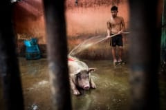 Hosing down a pig before slaughter. Thailand, 2019.