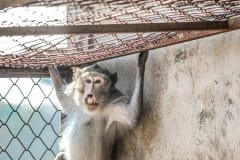 An injured macaque at a breeding facility. Laos, 2011.