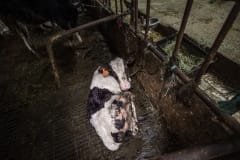 Tethered calf in a dairy barn. Taiwan, 2019.